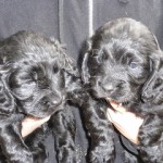 Black Cocker Spaniel Puppies