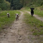 Dogs running toward camera