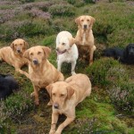 Gundogs waiting on heather moorland