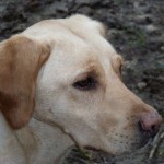 Yellow Labrador gundog headshot